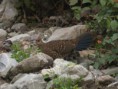 /album/some-overseas-trips/kalij-pheasant-female-corbett-park-india-jpg/